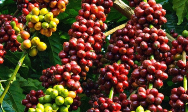 Giá cà phê xuất khẩu tăng mạnh